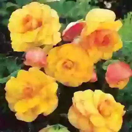 Picotee Yellow & Red